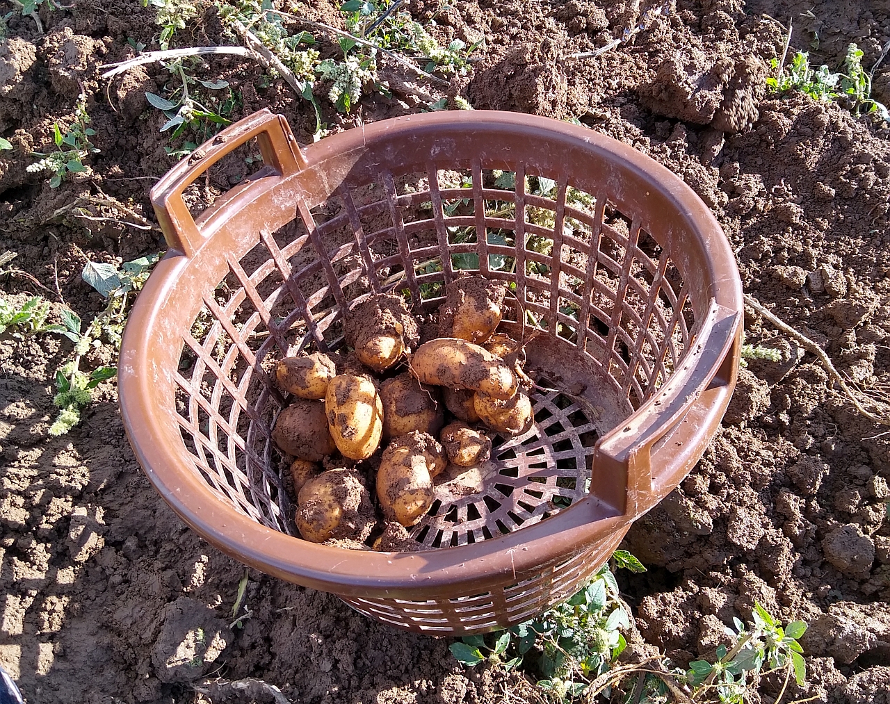 Frisch geerntete Kartoffeln