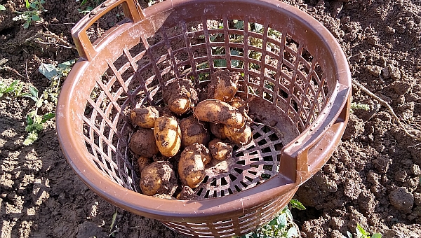 Frisch geerntete Kartoffeln