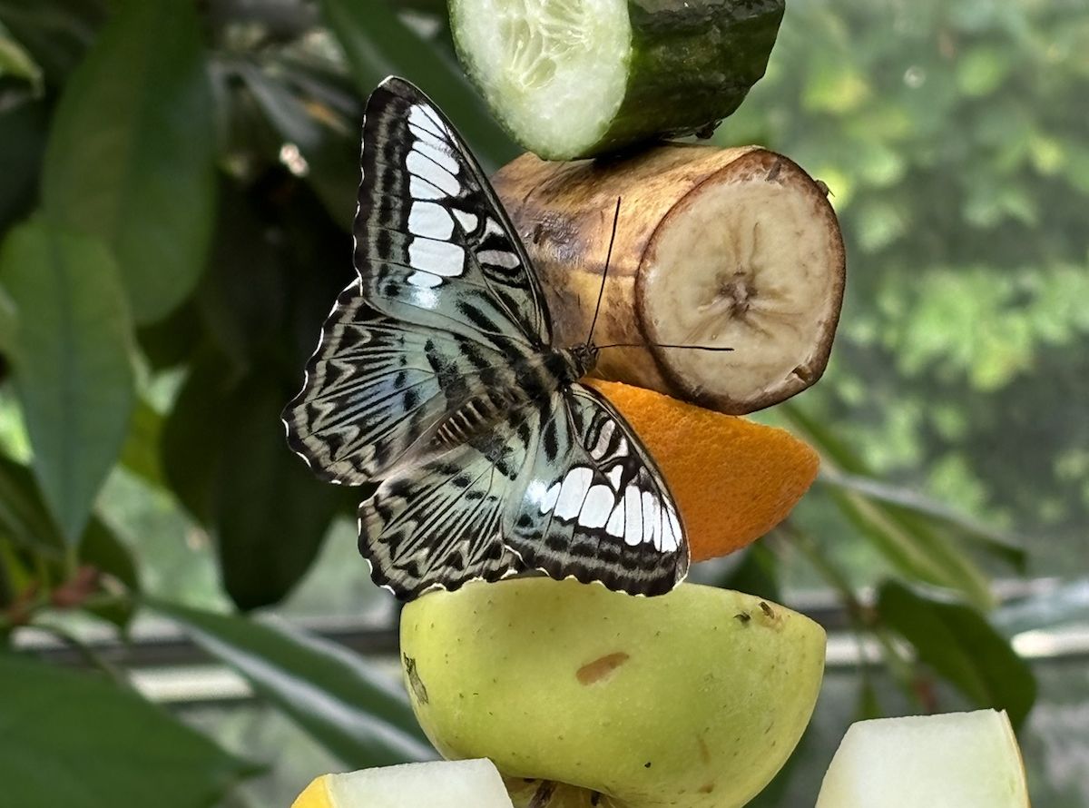 Ein Schmetterling sitzt auf einem Obstspieß