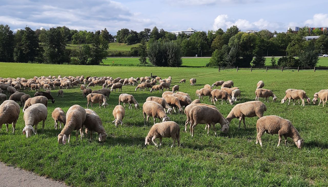 Schafherde in Markgröningen