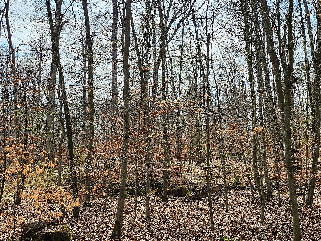Wald der noch im Winter steht, Laub auf dem Boden