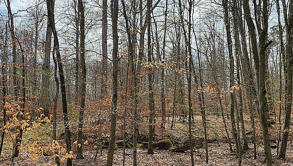 Wald der noch im Winter steht, Laub auf dem Boden 