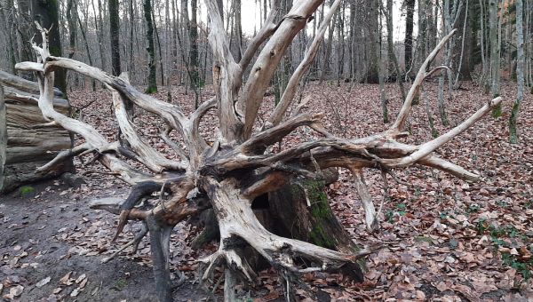 Überreste eines umgestürtzen Baumes, dessen Wurzelwerk freiliegt.