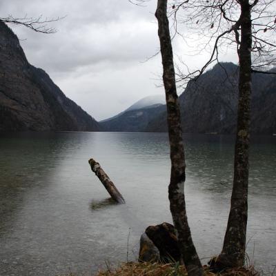 Ein im Wasser liegender Baumstamm ziert den malerischen Blick über den Königssee. Im Vordergrund stehen zwei Bäume.