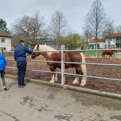 Ein Schüler streichelt das braune Pferd und ein anderer Schüler geht vorbei