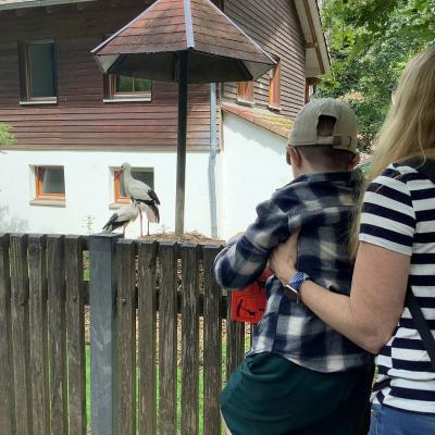 Ein Junge wird von einer Betreuerin hochgehoben, damit er über einen Holzzaun Störche beobachten kann.