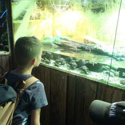 Ein Schüler beobachtet kleine Schildkröten