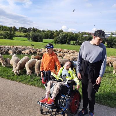 Drei Schüler vor einer Schafherde