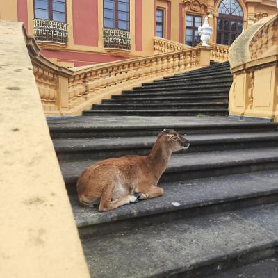 Ein Reh ruht sich auf der Treppe am Schloss aus