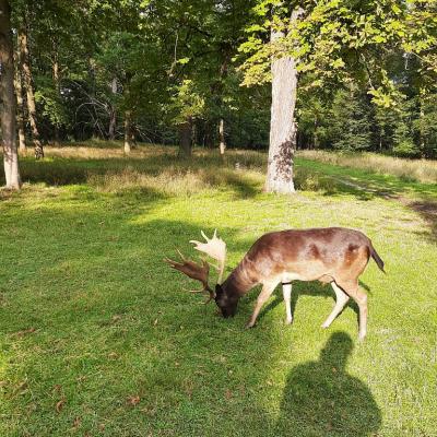 Ein Hirsch isst etwas im Favoritepark