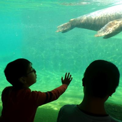 2 Jungen stehen mit dem Rücken zur Kamera. Vor ihnen ist ein großes Wasserbecken. In diesem schwimmen Seelöwen.