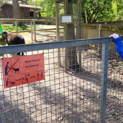 Constantin sieht dem Pony beim Fressen zu.