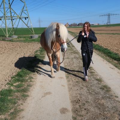 Ein anderes Kind führt ein Pferd an der Leine spazieren.