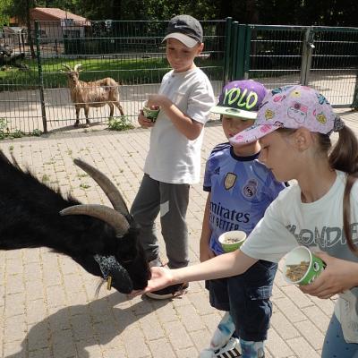 3 Kinder von rechts kommend füttern eine schwarze Ziege im Streichelgehege