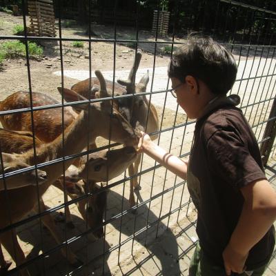Ein achtjähriger Junge füttert eine kleine Herde Damwild hinterm Zaun