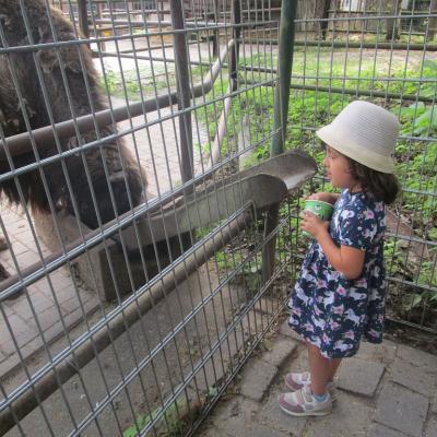 Ein kleines Mädchen steht vor einer Rutsche, auf der man Futter zum Bison hinterm Zaun befördern kann, Futterbecher in der Hand.