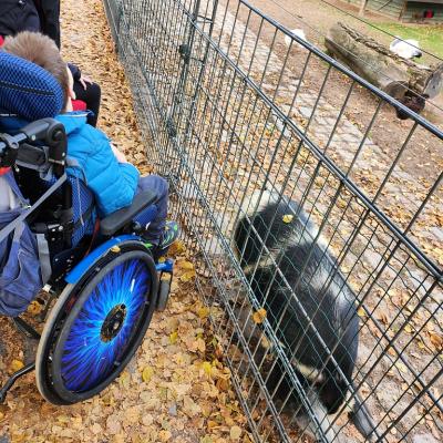 Schüler im Blauem, Schwarzem Rollstuhl sitzt vor einem grauen Gitter, Hinter dem Gitter ist ein schwarz, Weißes Schwein