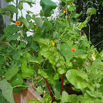 Es sind viele Pflanzen gewachsen