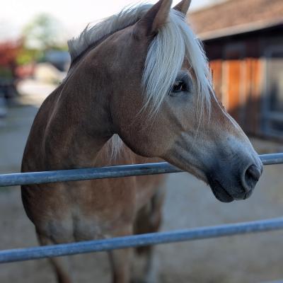 Ein hellbraunes Pferd