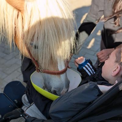 Ein Junge im Buggy füttert das Pferd aus einer Schüssel