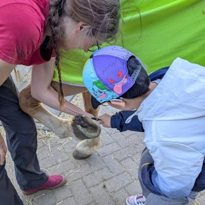 Ein Junge und eine Frau säubern die Hufe des Pferdes