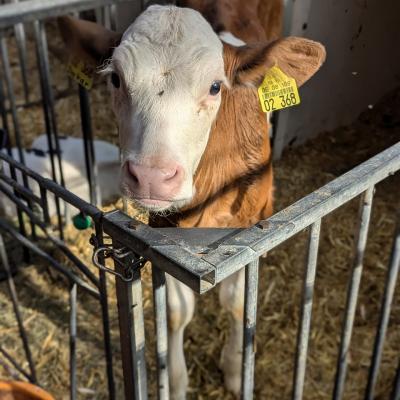 Ein hellbraun/weißes Kalb schau in die Kamera