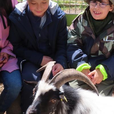 2 warm angezogene 9jährige Jungen auf einer Bank im Wildpark Bretten, im Vordergrund eine schwarzweiße Ziege
