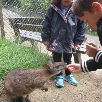 Ein Junge, rechts im Bild, füttert ein kleines Känguru mit einer Karottenscheibe. Ein Mädchen steht dahinter und schaut zu. 