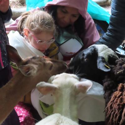 Ein blondes Mädchen mit Brille sitzt von einer Betreuuerin gehalten, in eine weiße Decke gehüllt, im Wildpark. Zwei Schafe und ein Reh strecken ihre Köpfe ganz nah zu ihr. 