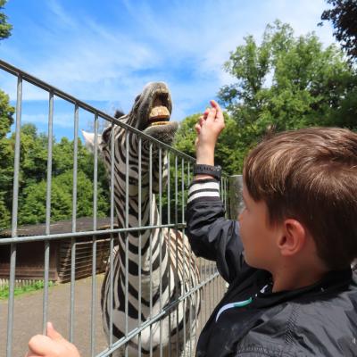 Ein Junge rechts im Bild, der ein Zebra hinterm zaun füttert. Das Zebra zeigt sein Gebiss, im Hintergrund blauer Himmel und Bäume.