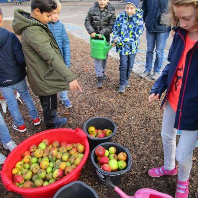 Apfelsaft pressen